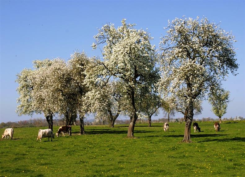 Bocage Ornais