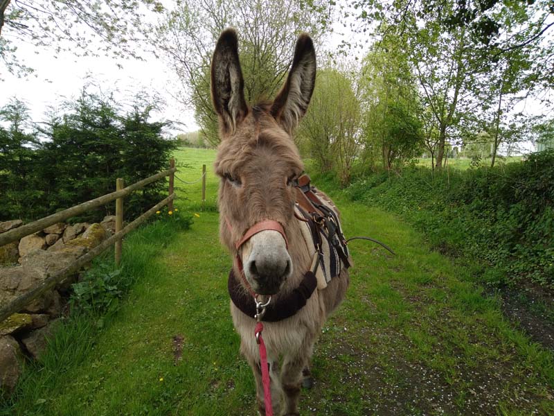 ©Marie Guyonnet Fief des ânes - Ste Honorine la Chardonne