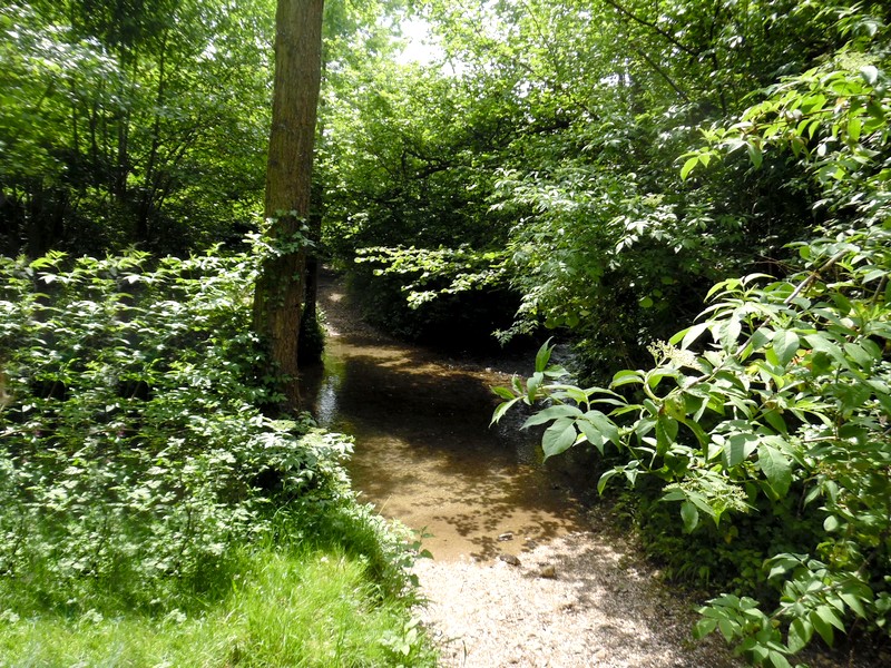 OUILLY-DU-HOULEY  : La forêt du Houley  -10,6KM