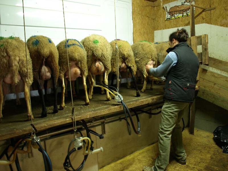 ©Brebis d'Ecouves Brebis d'Ecouves - St Nicolas des Bois