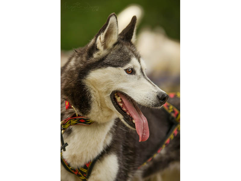 ©Sleddogirde Cani Rando Récréative