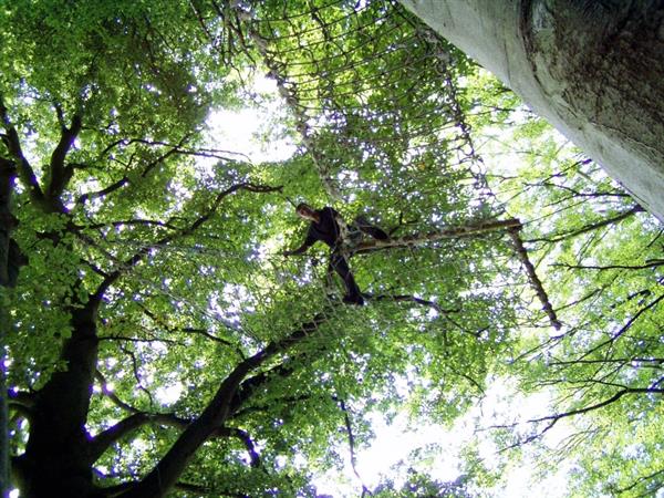 cerences-la-foret-des-elfes®-4