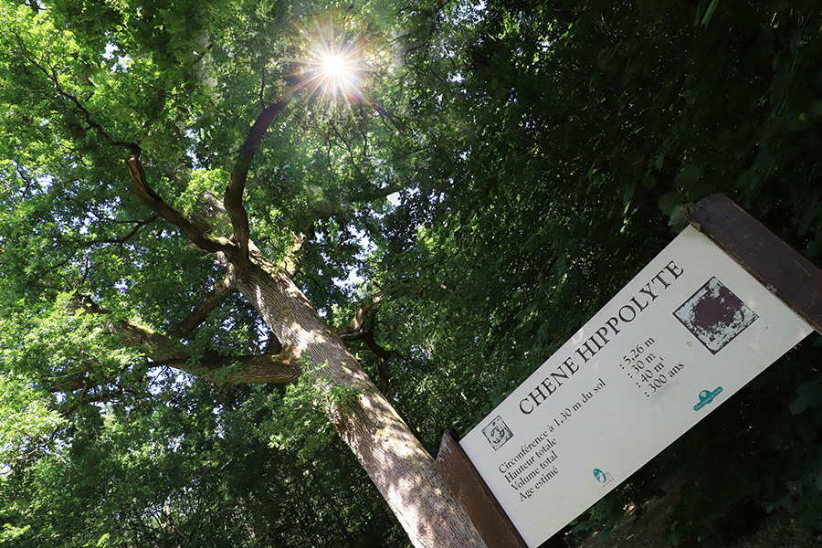 JE Rubio Chêne Hippolyte