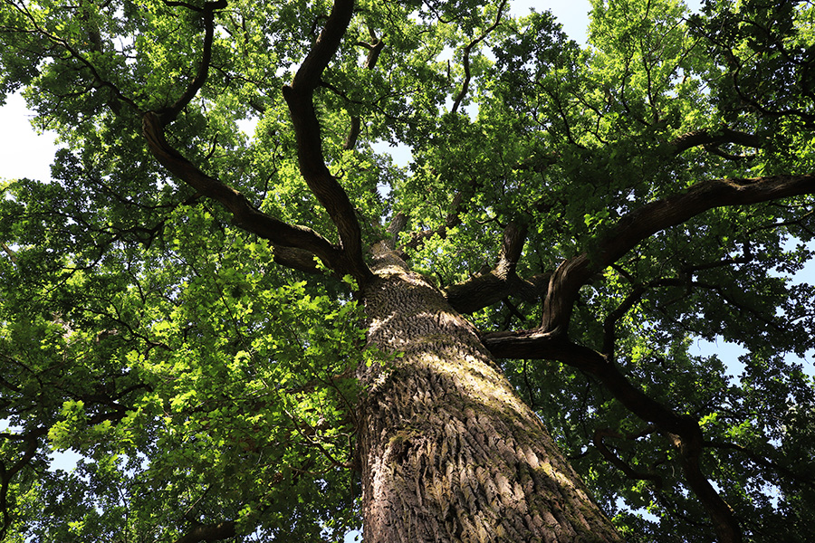 JE Rubio Chêne Hippolyte