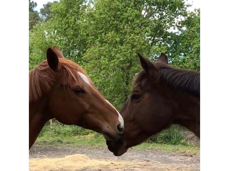 ©Anne-Laure Colon Domaine équestre du Pays Bellêmois - Sérigny