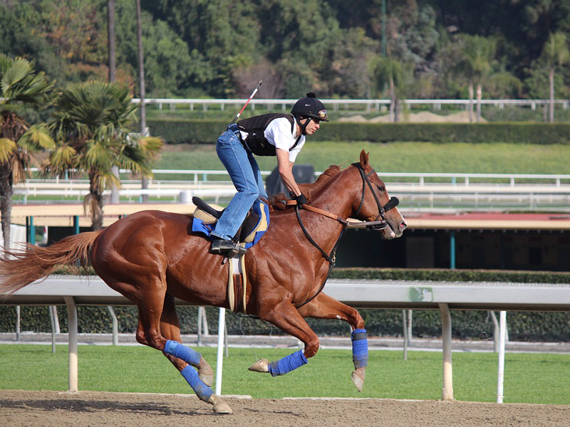 cheval-800 cheval-800