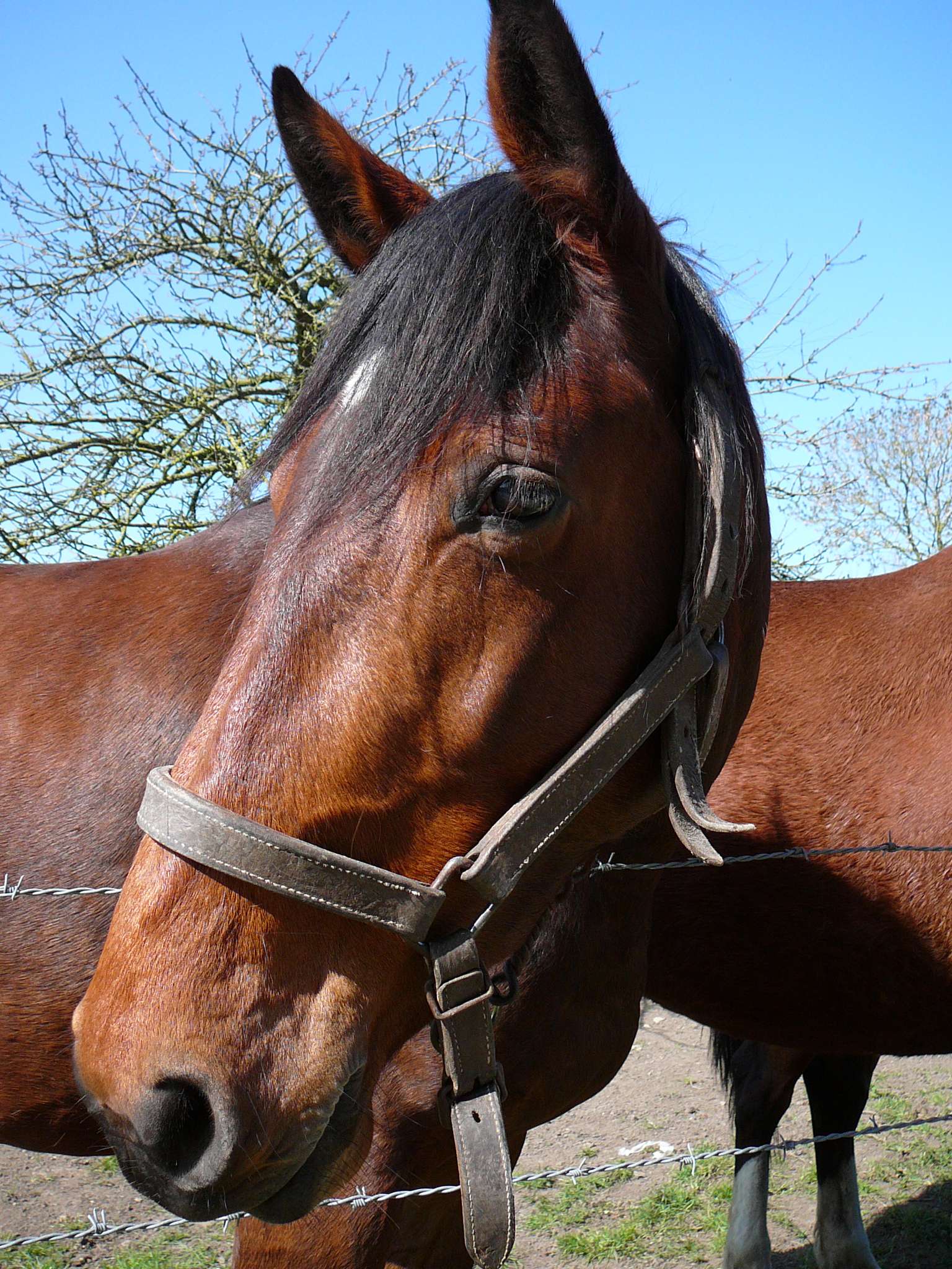  cheval-OTI C. Fossé (2) 