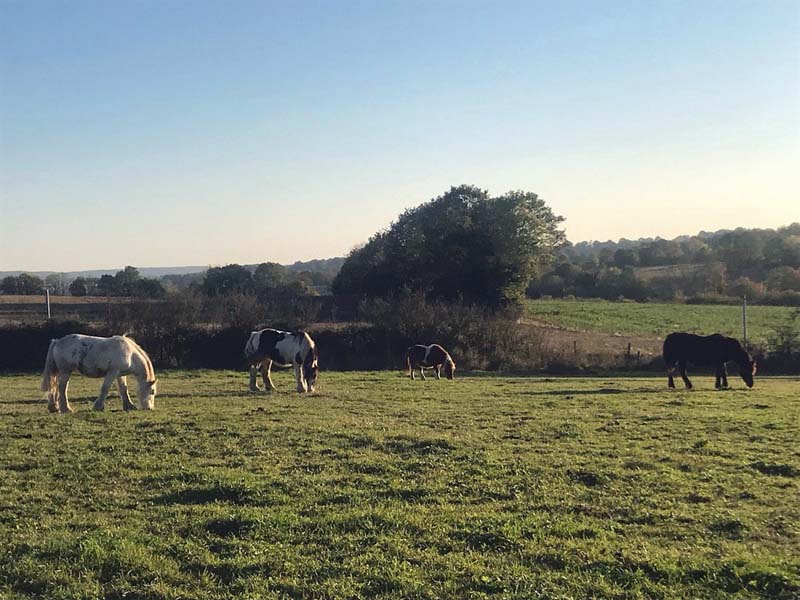 ©Anne-Laure Colon Domaine équestre du Pays Bellêmois - Sérigny