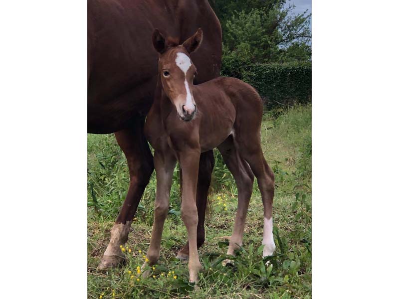 ©Anne-Laure Colon Domaine équestre du Pays Bellêmois - Sérigny