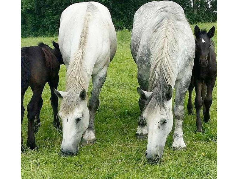 ©Chevalait Chevalait - CHAILLOUE