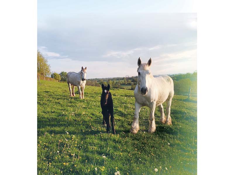 ©Chevalait Chevalait - CHAILLOUE