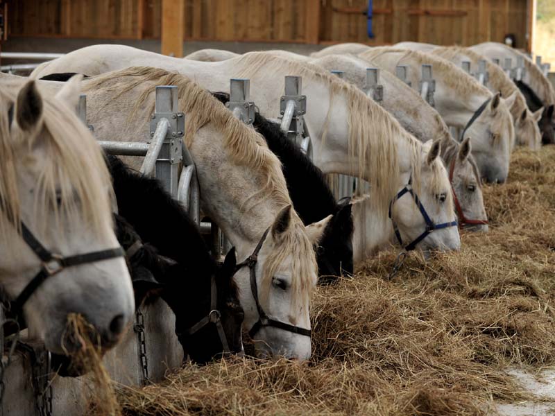 ©Chevalait Chevalait - CHAILLOUE