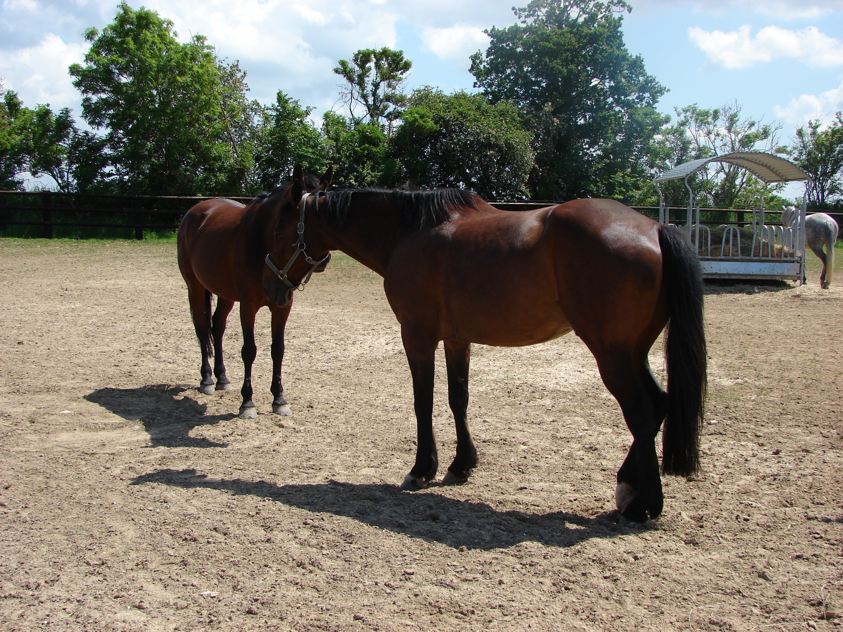   chevaux rando détente Osm-photo CF OTI (1) 