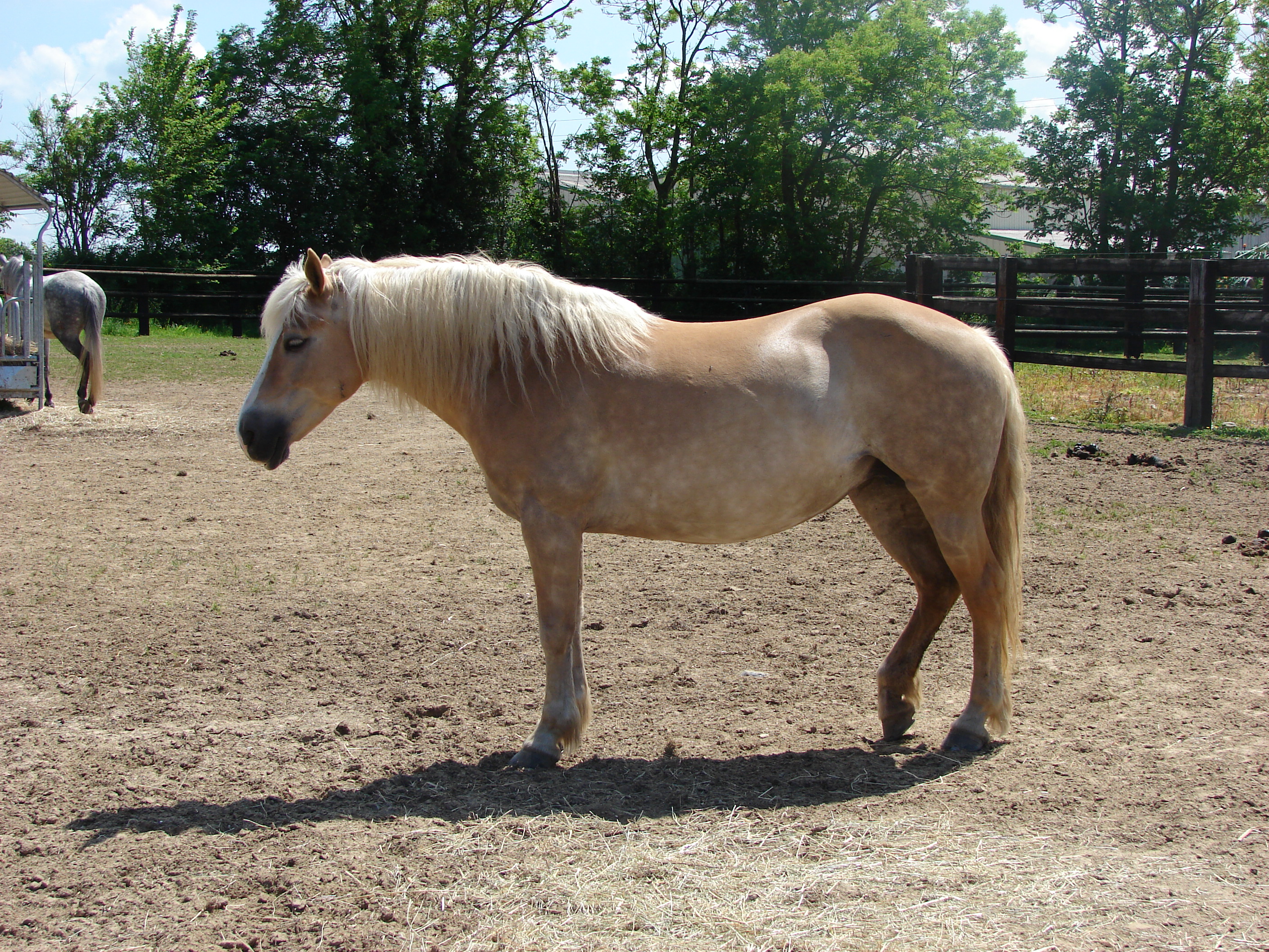   chevaux rando détente Osm-photo CF OTI (2) 