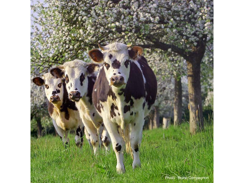 Nos Vaches - Essay ©Bruno Compagnon Nos Vaches - Essay