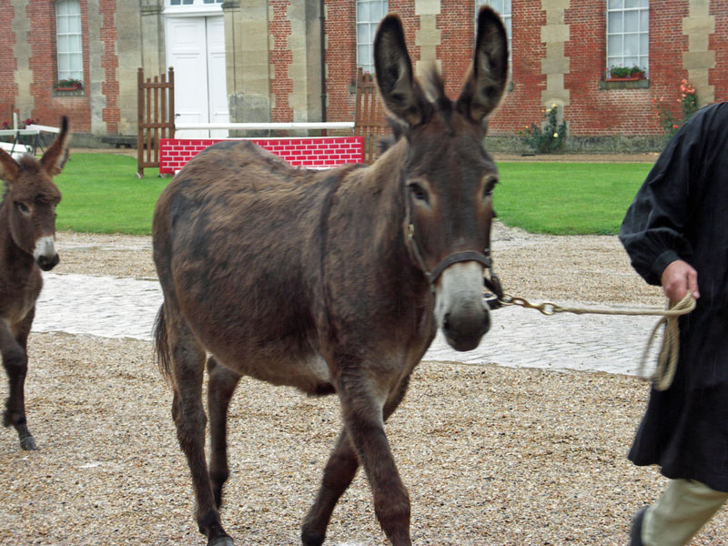 Concours de l'âne normand au Haras du Pin ©Orne Tourisme Concours de l'âne normand au Haras du Pin