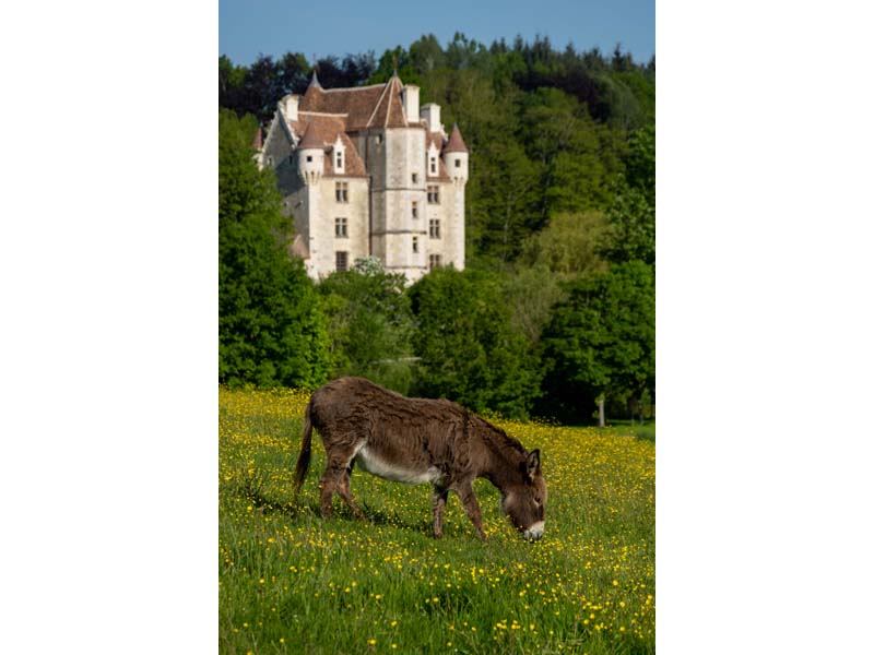 ©David Commenchal-CD61 Domaine et manoir de Courboyer - Nocé