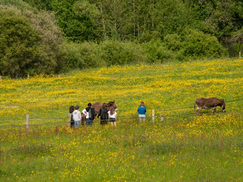 ©David Commenchal-CD61 Domaine et manoir de Courboyer - Nocé