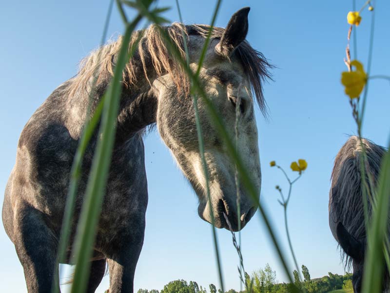 ©David Commenchal-CD61 Domaine et manoir de Courboyer - Nocé