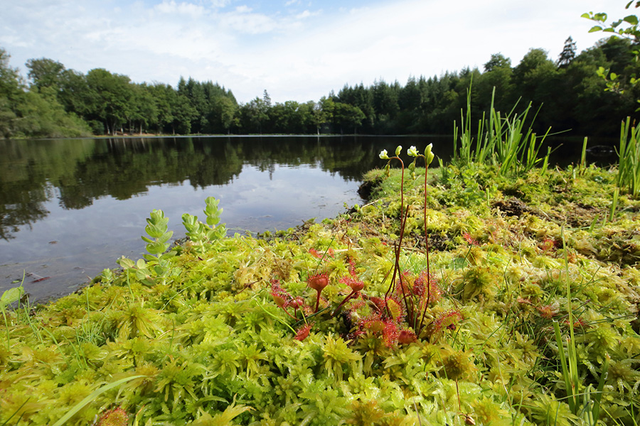 © C Aubert Etang de la lande forêt - Le Grais