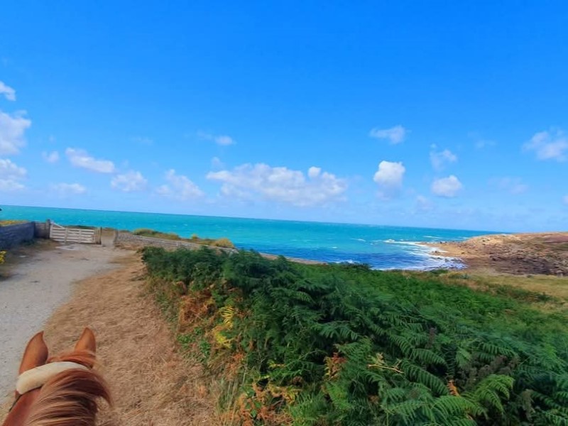 Les Chevaux du Cap Lévi