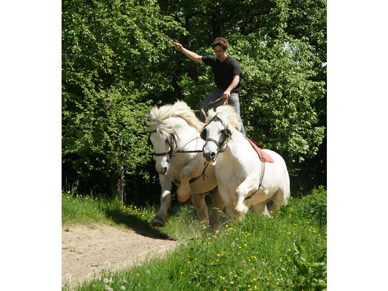 La Michaudière Ferme Du Cheval De Trait Juvigny Val D