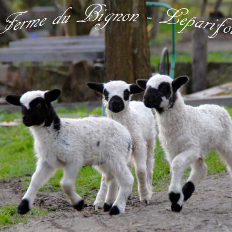 Ferme du Bignon - St Denis sur Huisne