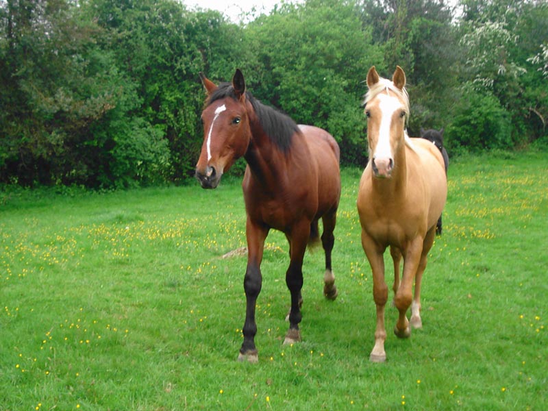 © Orne Tourisme ferme équestre des Tertres