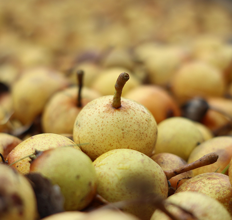© Pacory-Ferme-Grimaux Ferme des Grimaux - Mantilly