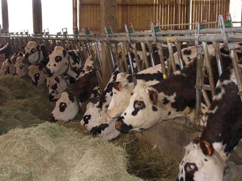 ©Orne Tourisme Ferme de la Novère - Champsecret