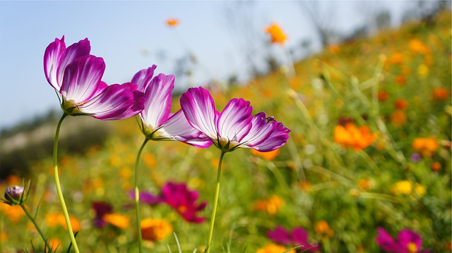 fleurs-23 ©Libre de droit fleurs-23