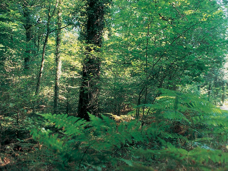 © Ornetourisme Forêt d'Ecouves