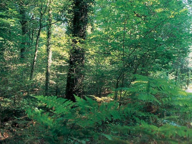Forêt d'Ecouves