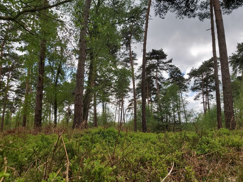 foret800 BIT La Ferté-Macé foret800