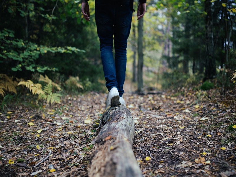 foret800x600lwood-691629_960_720 ©Pixabay foret800x600lwood-691629_960_720
