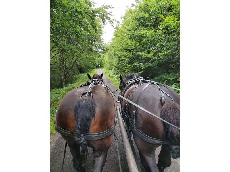 Les Percherons du Verger - Origny le Butin