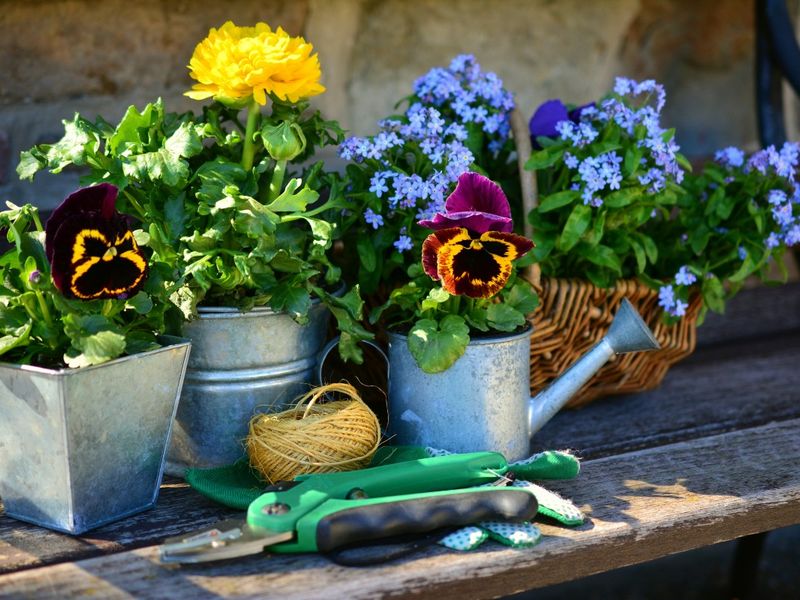 garden_flowers_plant_flowers_gardening_spring_forget_me_not_gardener_bank-1382748 Fotolia garden_flowers_plant_flowers_gardening_spring_forget_me_not_gardener_bank-1382748