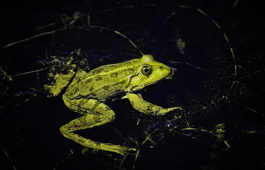 grenouille-pixabay-2 Pixabay grenouille-pixabay-2