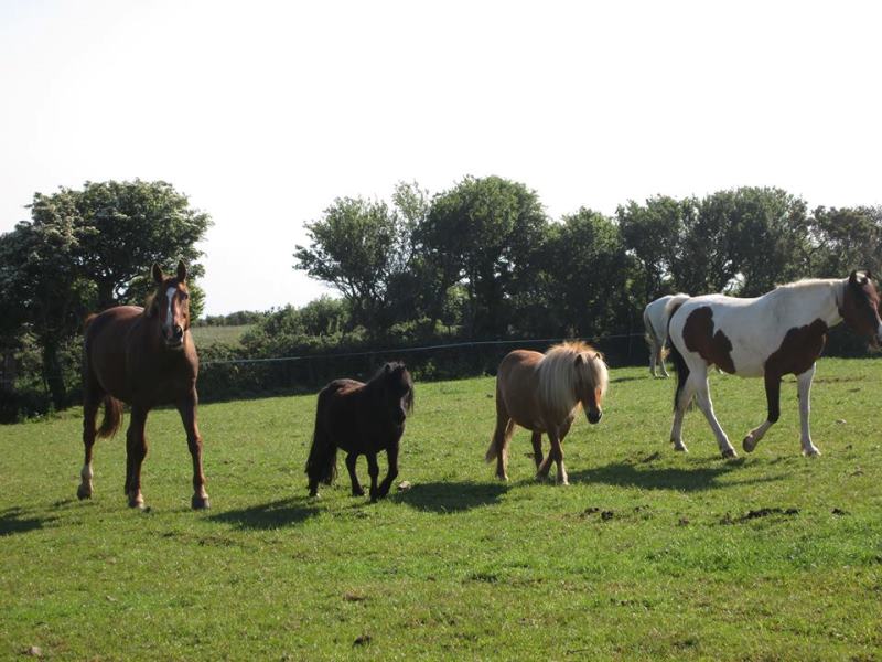 Les Poneys du Caté