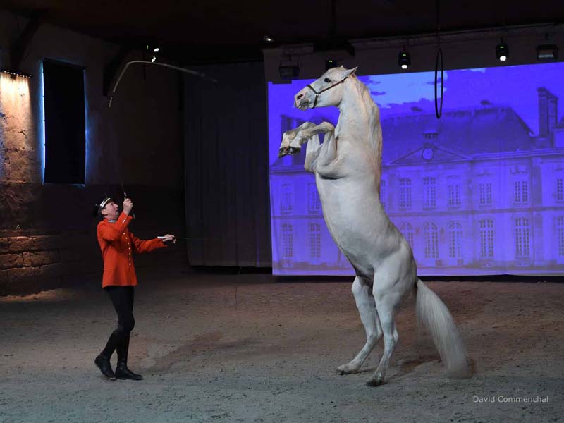 ©David Commenchal Haras national du Pin - Le Pin au Haras