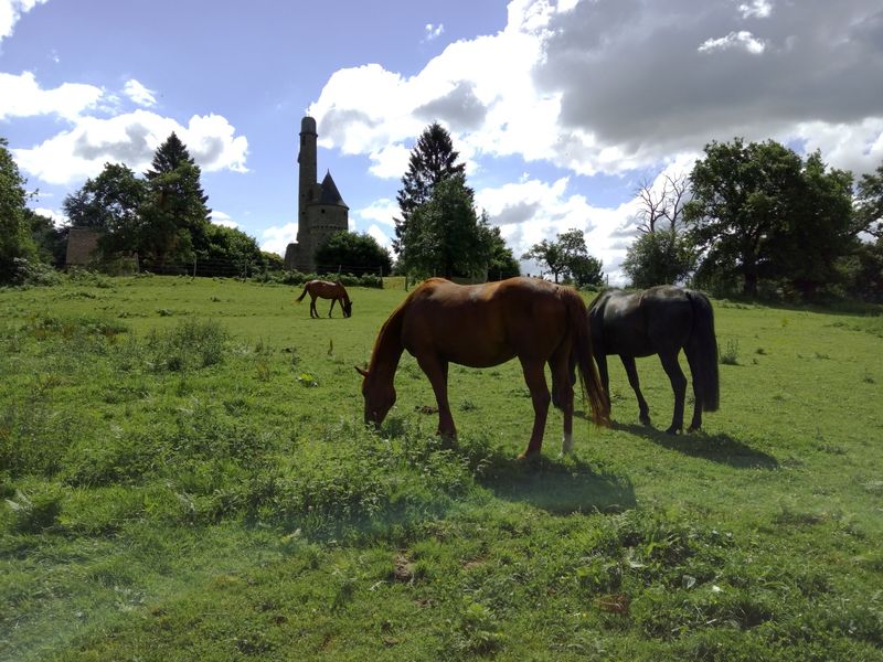 © Haras de la Tour haras-de-la-Tour-Juvigny