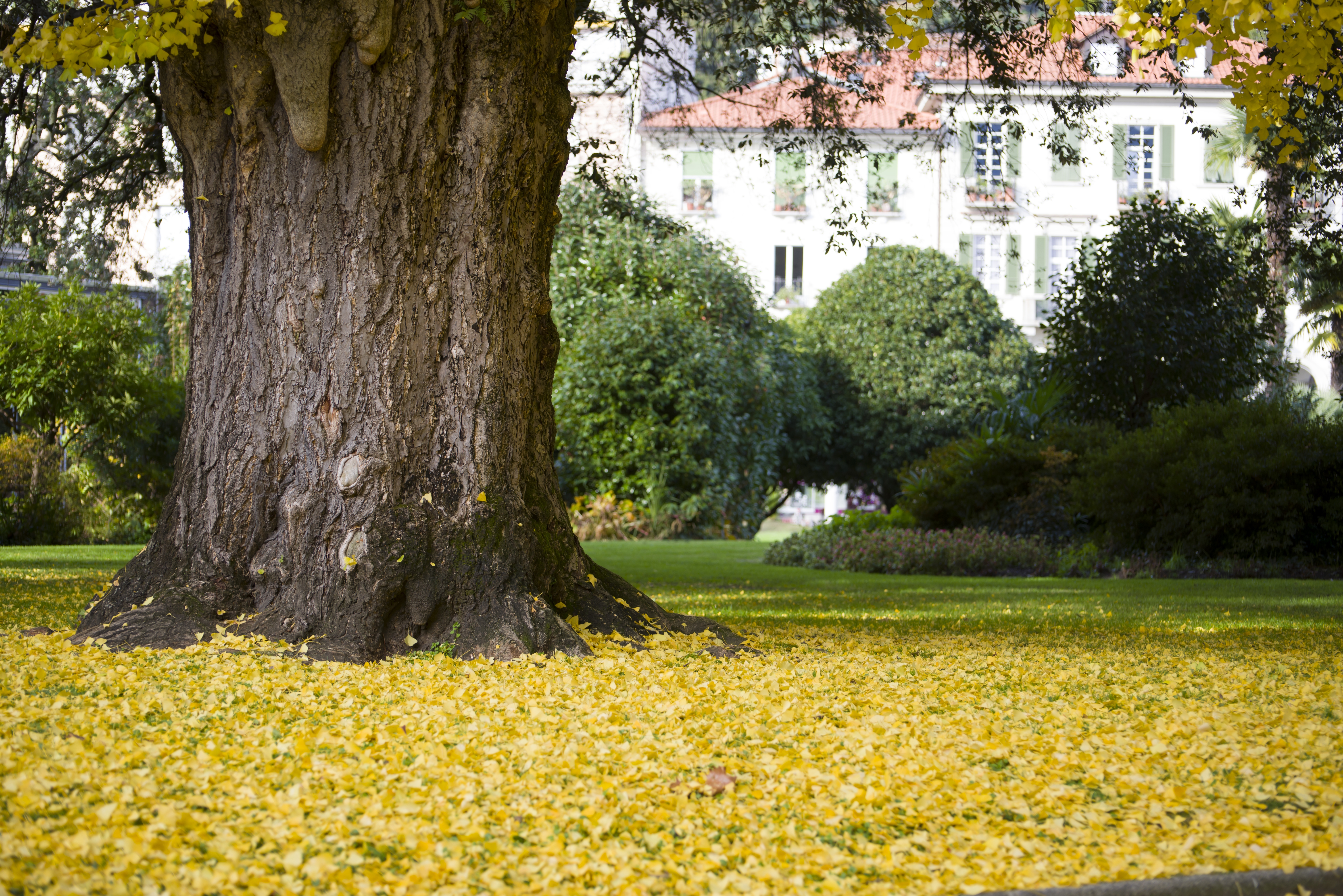 immense-arbre-entoure-de-feuilles-jaunes-au-milieu-du-jardin-pendant-la-journee