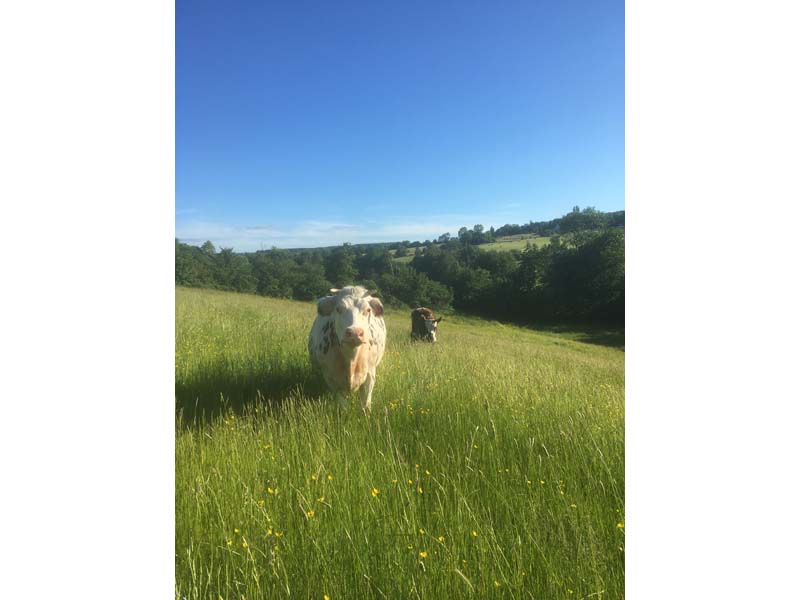 ©La Ferme de l'Instière La Ferme de l'Instière - Camembert