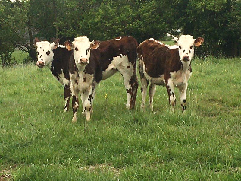 ©La Ferme de l'Instière La Ferme de l'Instière - Camembert