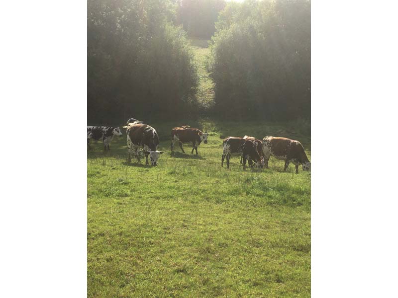 ©La Ferme de l'Instière La Ferme de l'Instière - Camembert