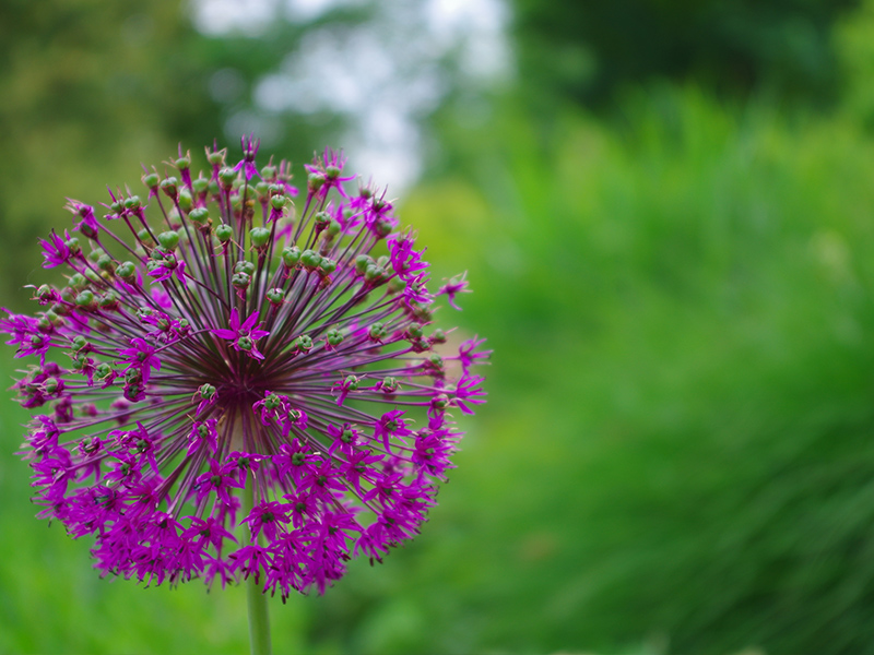 jardin-800-8 ©OTBELLEME jardin-800-8