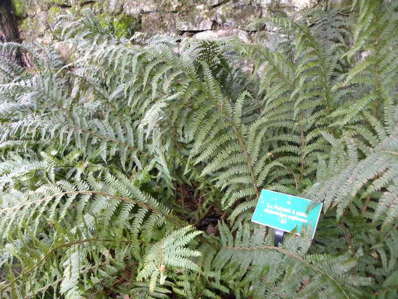 Jardin botanique - La Perrière ©CDC Pays Bellêmois Jardin botanique - La Perrière