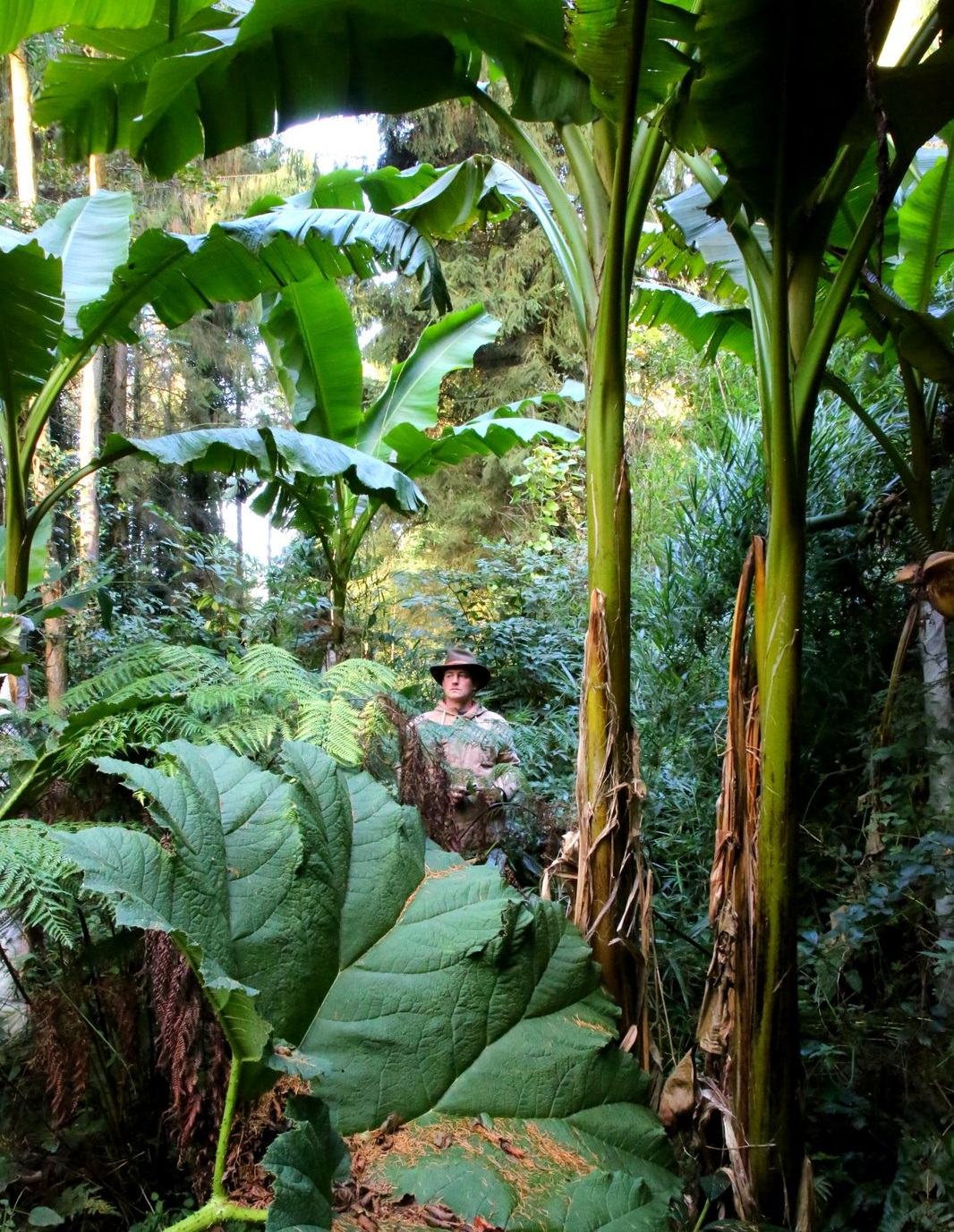 Jardin Jungle Karlostachys