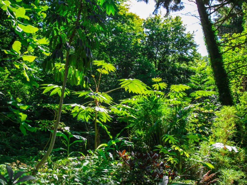 jardin-jungle-sma-mathilde-harel-800x600--3-