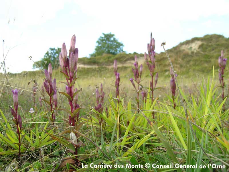 © Conseil Général de l'Orne La Carrière des Monts